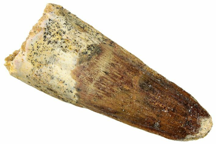 Fossil Spinosaurus Tooth - Real Dinosaur Tooth #322260